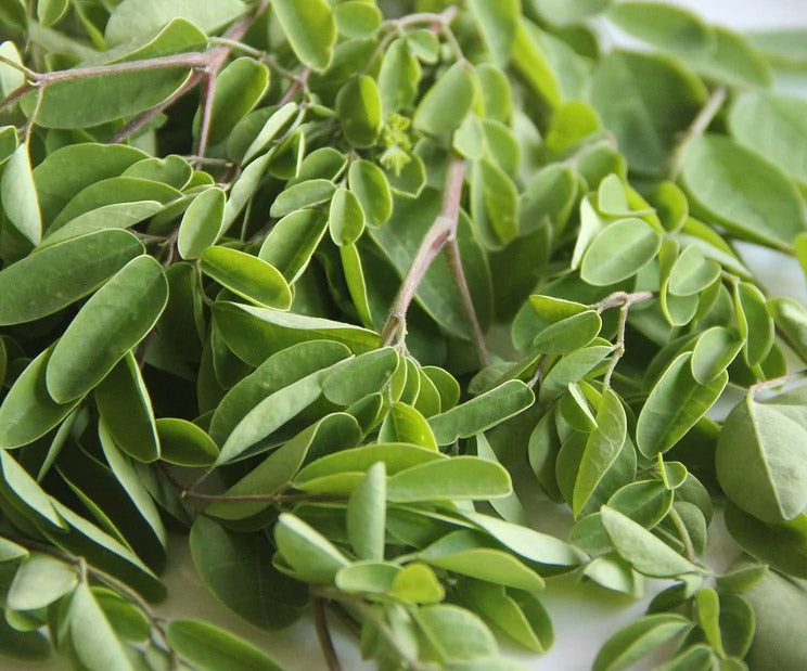 Leaves