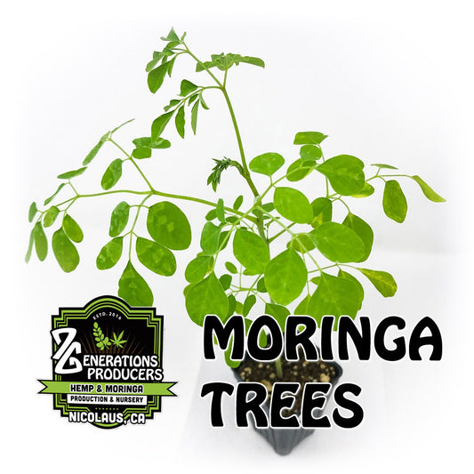 Moringa Trees - 2 Trees