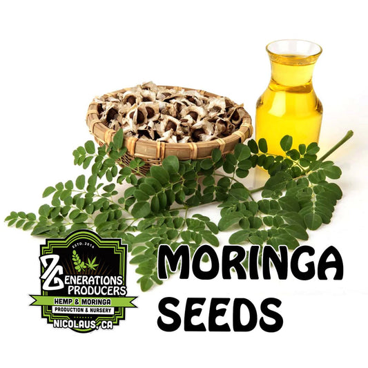 Moringa Seeds - 1000