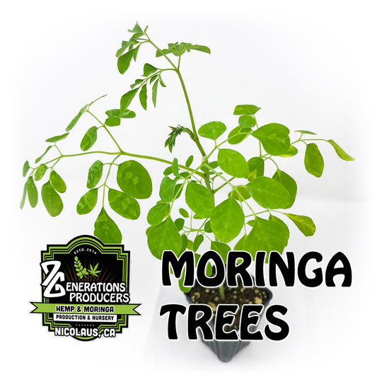 Moringa Trees - 1 Tree