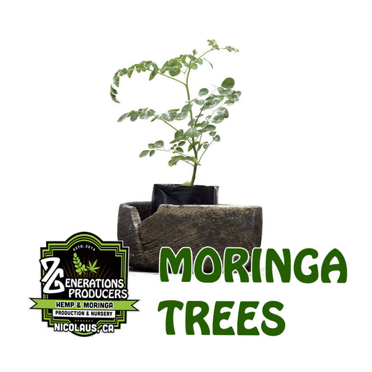 Moringa Trees - 2 Trees