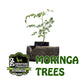 Moringa Trees - 10 Trees